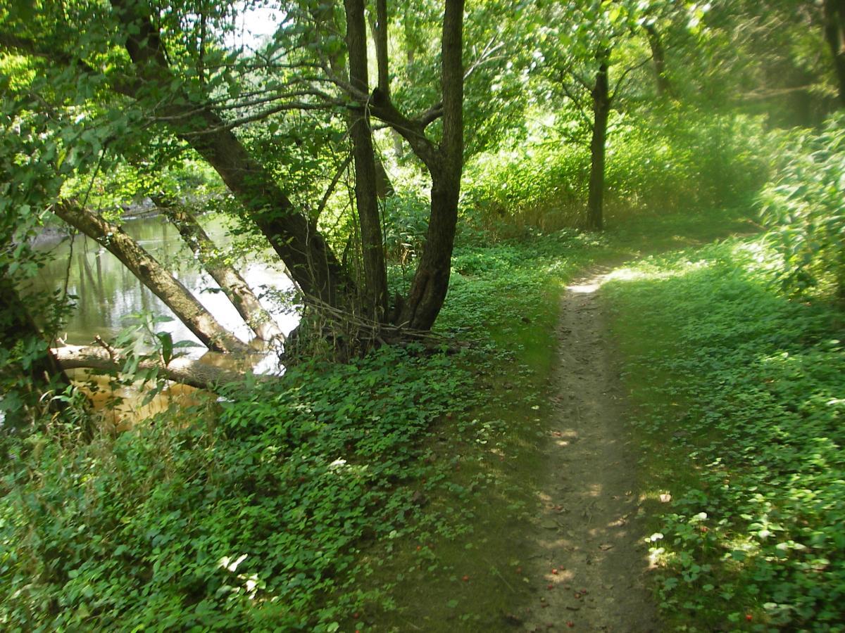 A serene pathway lined with lush greenery alongside a calm body of water. Sunlight filters through the trees, illuminating the trail and surrounding vegetation. The scene evokes a sense of tranquility and connection to nature. Outback Trail at Imagination Glenn mountain bike trail.
