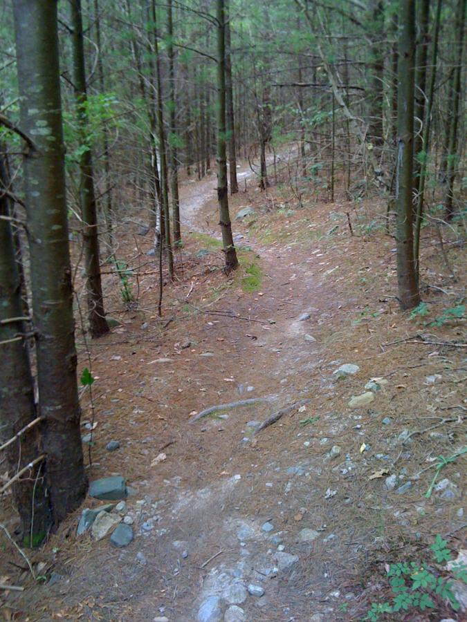 A winding dirt path through a dense forest, surrounded by tall trees with slender trunks and pine needles covering the ground. The trail appears slightly rocky and leads deeper into the wooded area, inviting exploration. Wompatuck State Park mountain bike trail.