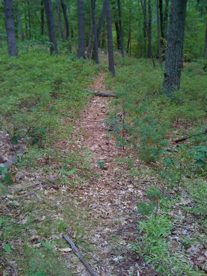 A narrow dirt path winding through a lush green forest, surrounded by tall trees and underbrush. The ground is covered with fallen leaves, and scattered twigs are visible along the trail. Mill Pond Conservation Area mountain bike trail.