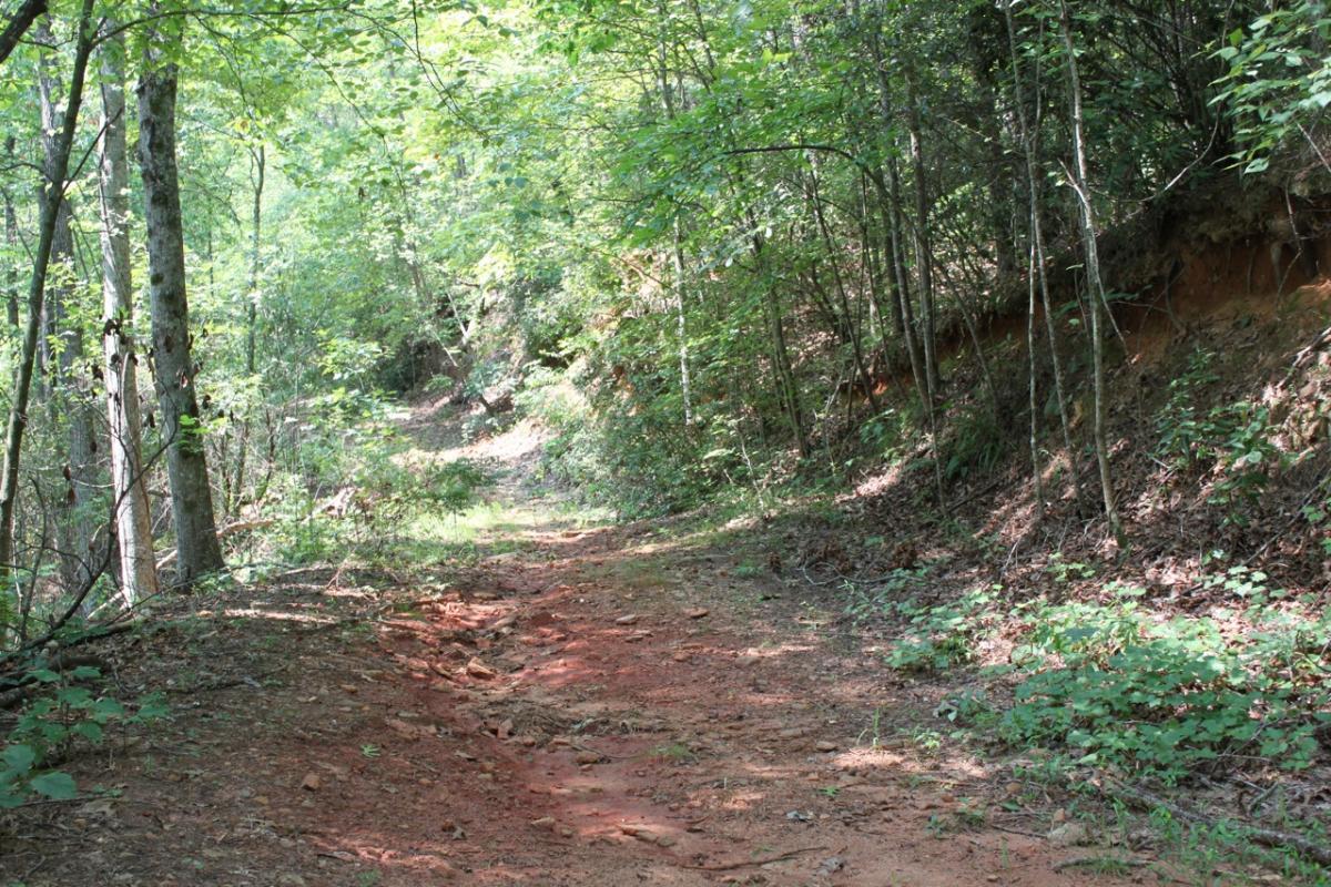 A winding dirt path through a dense, green forest, with trees lining both sides and sunlight filtering through the leaves. The trail is slightly overgrown, with patches of soil and rocks visible along the edges. Tallulah Gorge State Park mountain bike trail.