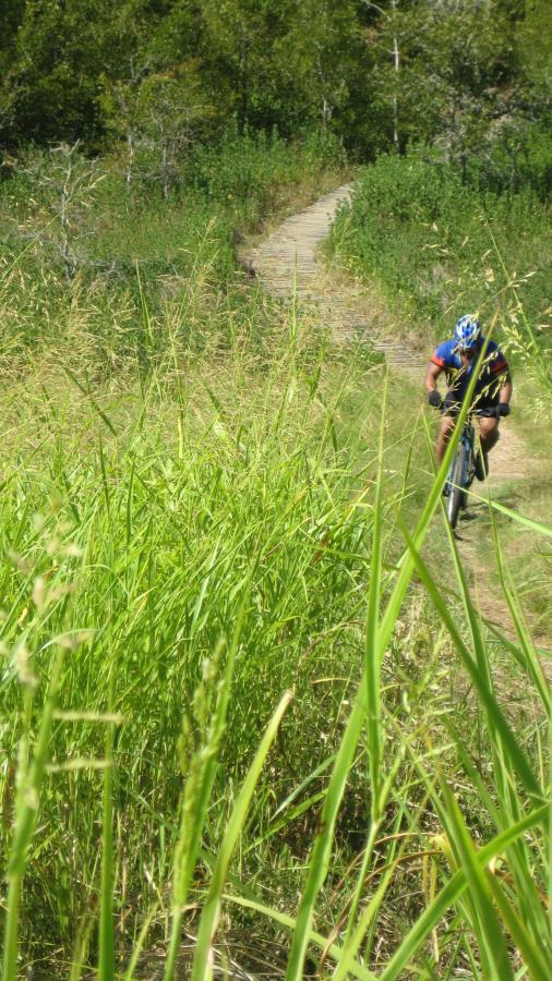 A cyclist riding on a dirt path surrounded by tall grass and greenery, with trees in the background. The cyclist is focused on the trail ahead, wearing a blue helmet and colorful cycling attire. Lake Bryan mountain bike trail.