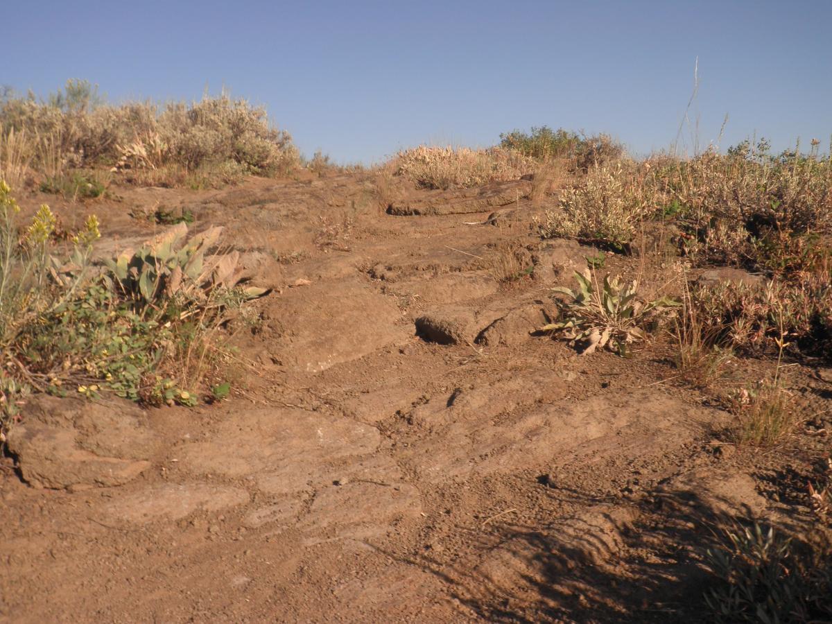 A rocky path covered with dry soil and sparse vegetation, featuring small plants and shrubs along the sides, under a clear blue sky. Eagle Trail mountain bike trail.