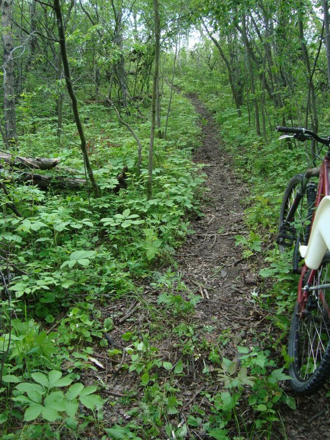 A narrow dirt bike trail winding through a lush green forest, surrounded by dense vegetation and small plants. A red bicycle is partially visible on the right side of the image, resting against a tree. Shadows from the trees create a tranquil atmosphere in the natural setting. Peeled Poplar mountain bike trail.