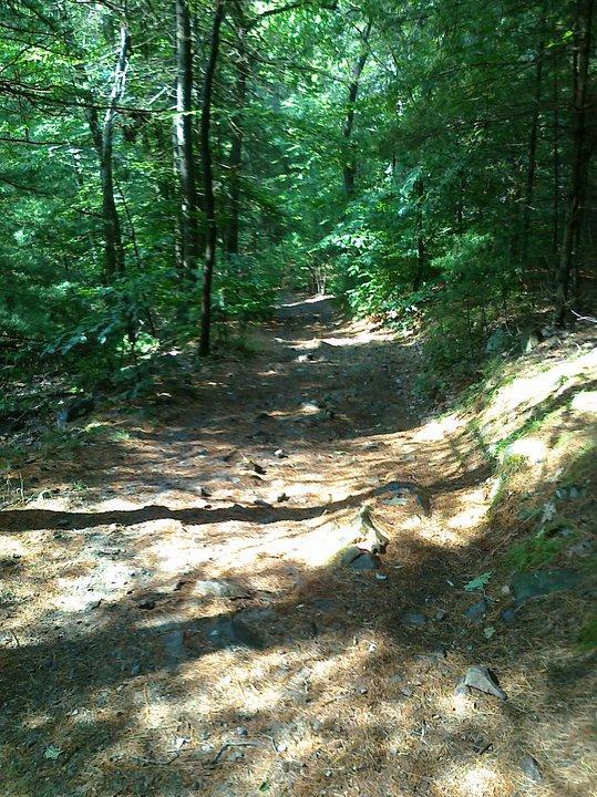 A winding dirt path through a forest, surrounded by tall trees and dappled sunlight filtering through the leaves. The ground is covered with pine needles and small rocks, indicating a natural, rugged trail ideal for hiking. Blue Hills mountain bike trail.