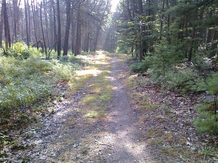 A sunny forest path surrounded by tall trees, with sunlight filtering through the branches, casting gentle light on the dirt trail lined with greenery and scattered leaves. Blue Hills mountain bike trail.