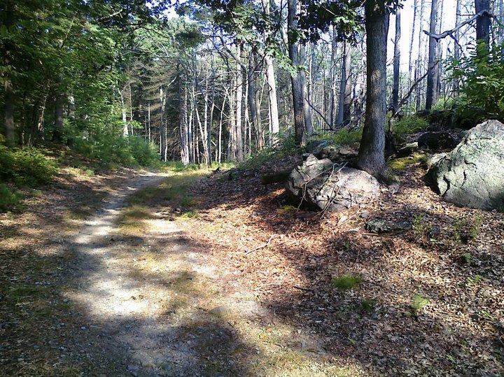 A gravel path winding through a wooded area, bordered by tall trees and scattered rocks, with sunlight filtering through the foliage and highlighting patches of fallen leaves on the ground. Blue Hills mountain bike trail.
