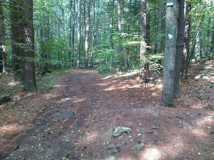 A dirt path winding through a dense forest, surrounded by tall trees with green foliage. The ground is covered with pine needles and scattered rocks, and sunlight filters through the tree canopy, illuminating the path. Blue Hills mountain bike trail.