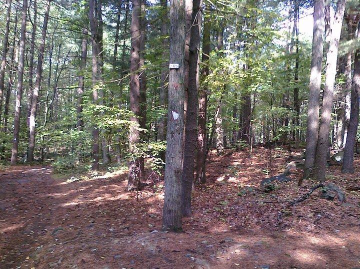 A serene wooded area with tall trees and a mix of sunlight and shade. A marked tree is in the foreground, showing a trail number, while a fork in the path leads further into the forest, with pine needles covering the ground. The scene conveys a peaceful and natural environment. Blue Hills mountain bike trail.