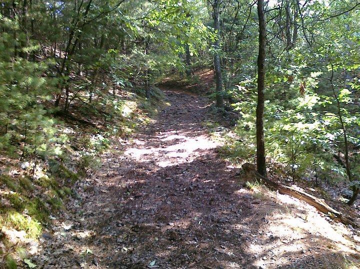 A dirt path winding through a wooded area, surrounded by trees with green leaves and patches of sunlight filtering through. The ground is covered with fallen leaves and pine needles, creating a natural trail amidst the serene landscape. Blue Hills mountain bike trail.