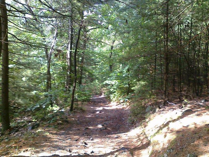 A serene forest path winding through dense greenery, surrounded by tall trees and scattered rocks, with dappled sunlight filtering through the leaves. Blue Hills mountain bike trail.