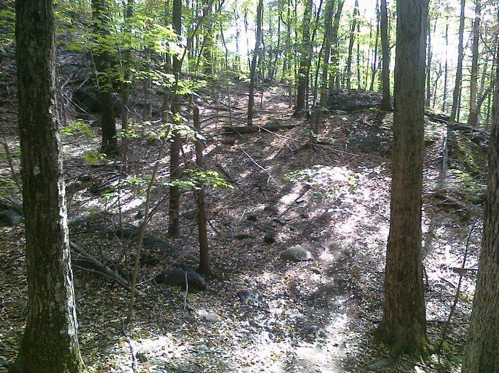 A sunlit forest scene featuring trees with green leaves, a rocky path, and scattered leaves on the ground. The landscape has a sloping area with some rocks visible, creating a peaceful and natural setting. Blue Mountain Reservation mountain bike trail.
