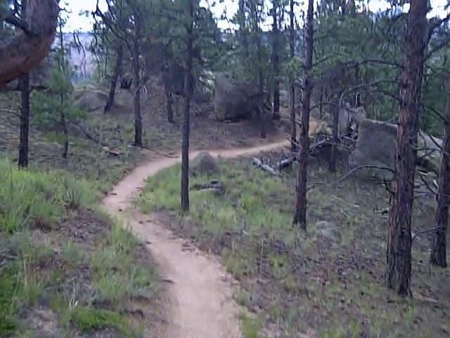 Winding dirt trail through a forested area, surrounded by tall pine trees and rocky terrain, with patches of grass and scattered boulders. Buffalo Creek mountain bike trail.
