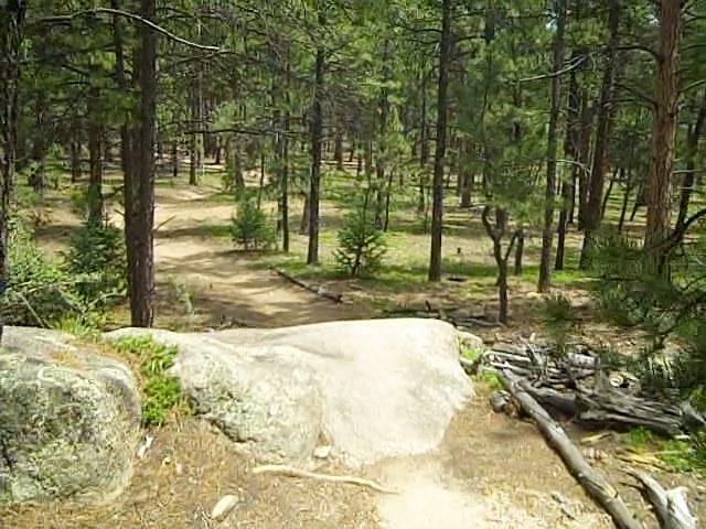 A serene forest landscape featuring tall pine trees, a rocky outcrop in the foreground, and a winding dirt path leading through the greenery. The scene is filled with natural light, highlighting the lush vegetation and earthy tones of the forest floor. Buffalo Creek mountain bike trail.