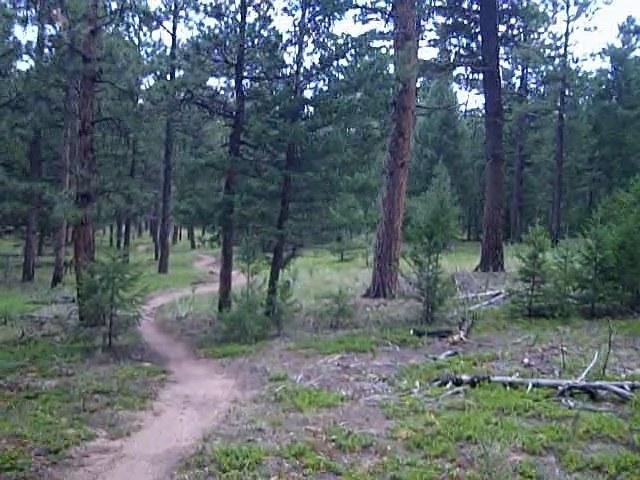 A serene forest scene featuring a winding dirt path surrounded by tall pine trees and lush greenery. The landscape includes a mix of young saplings and fallen branches, evoking a peaceful, natural environment. Buffalo Creek mountain bike trail.