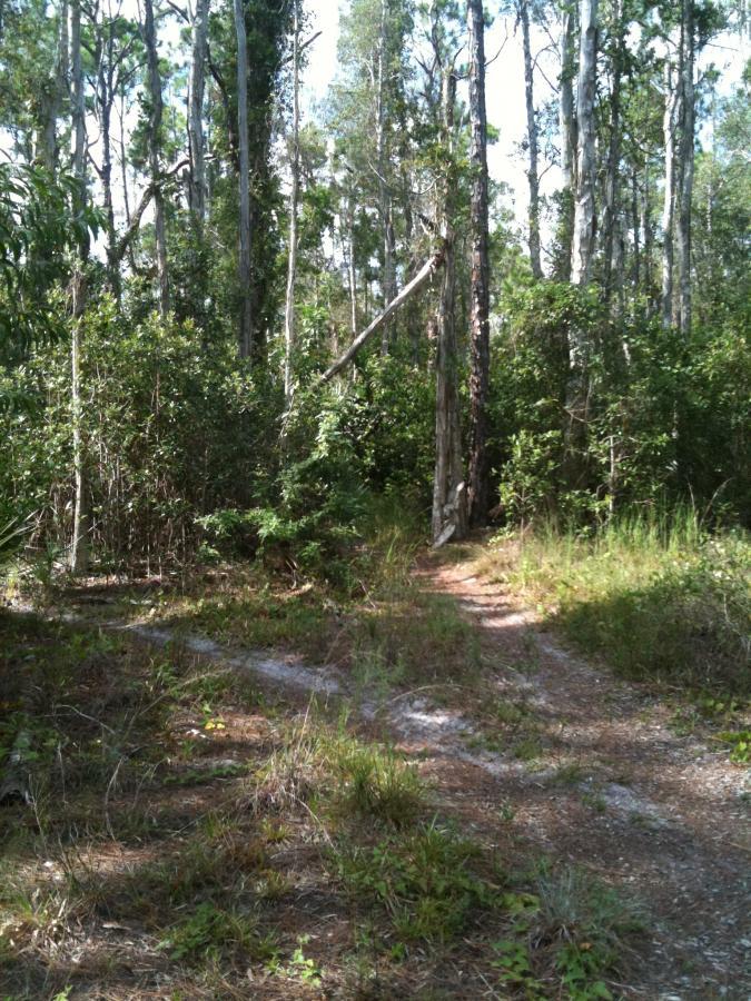 A forest path winding through tall trees and dense greenery, with patches of sunlight filtering through the leaves. The trail appears well-used, surrounded by grass and small shrubs, inviting exploration into the natural setting. Okeeheelee Park / Pinehurst / Green Acres Freedom Park mountain bike trail.