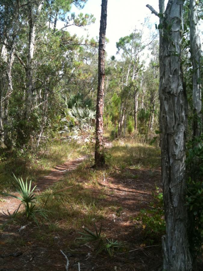 A wooded path winding through a forest with tall trees, underbrush, and patches of sunlight filtering through the leaves. Okeeheelee Park / Pinehurst / Green Acres Freedom Park mountain bike trail.