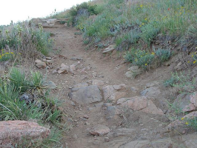 A rocky dirt trail winding through greenery, featuring scattered stones and patches of grass, leading upwards on a hillside. White Ranch mountain bike trail.