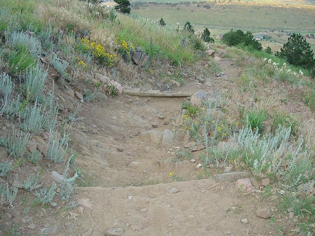 A dirt trail winding through a grassy hillside, bordered by wildflowers and small shrubs. The path shows signs of erosion and rocky terrain, leading to a scenic view in the background. White Ranch mountain bike trail.
