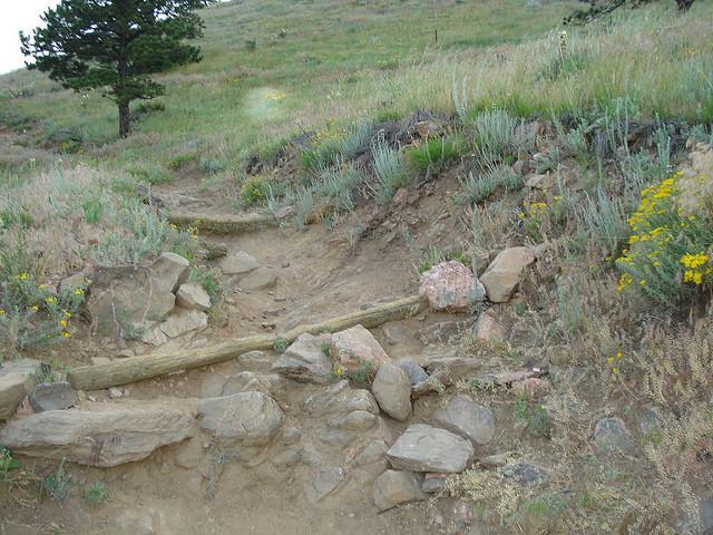 A rocky hiking trail with a dirt path, bordered by various green grasses and wildflowers. A small log crosses the trail, and a single tree is visible in the background on a hillside. White Ranch mountain bike trail.
