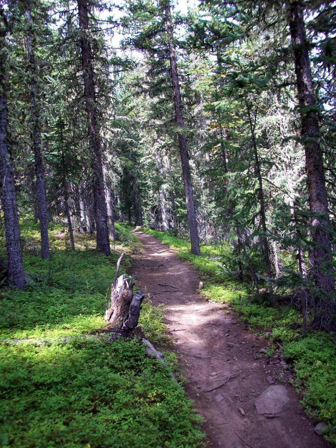 Alt text: A winding dirt path through a lush forest, bordered by tall evergreen trees and green undergrowth. Sunlight filters through the branches, creating a serene and inviting atmosphere. Monarch Crest Trail mountain bike trail.