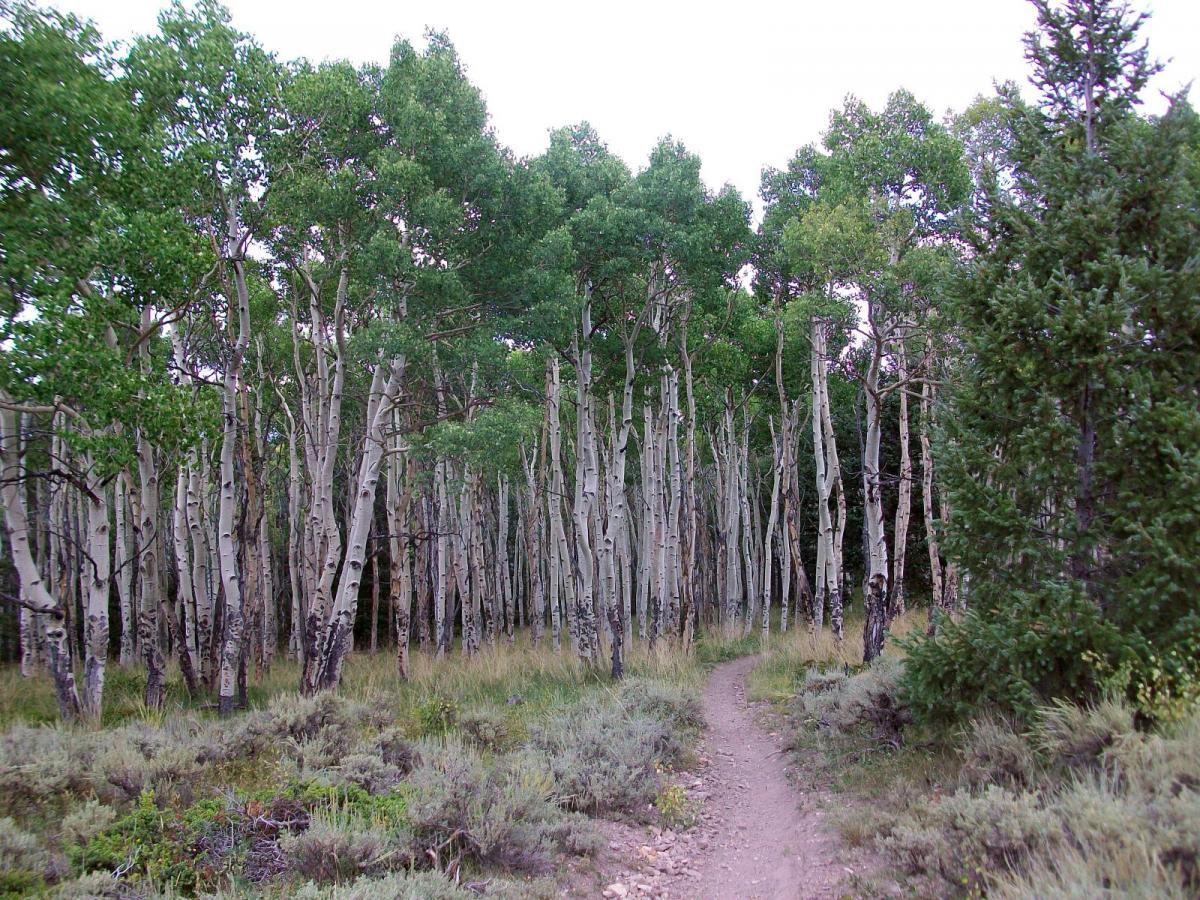A peaceful forest scene featuring tall, slender aspen trees with white bark and vibrant green leaves. A narrow dirt path winds through the trees, surrounded by patches of grass and shrubs, inviting a feeling of tranquility and connection with nature. Monarch Crest Trail mountain bike trail.