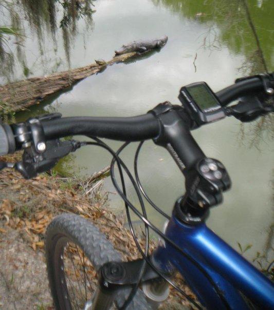 A close-up view of the handlebars and front of a blue mountain bike, with a digital display and gear shifters visible. In the background, a muddy water body is seen, reflecting greenery and a fallen log beside the water's edge. Loyce E. Harpe Park mountain bike trail.