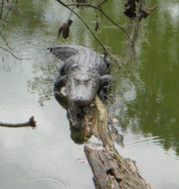 A crocodile resting on a submerged log in a calm body of water, surrounded by green foliage and hanging moss. The surface reflects the surrounding environment. Loyce E. Harpe Park mountain bike trail.