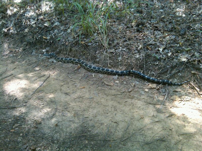 A snake resting on a dirt path surrounded by leaves and grass. The snake has a distinctive pattern and coloration that blends with the natural environment. Oak Mountain State Park mountain bike trail.