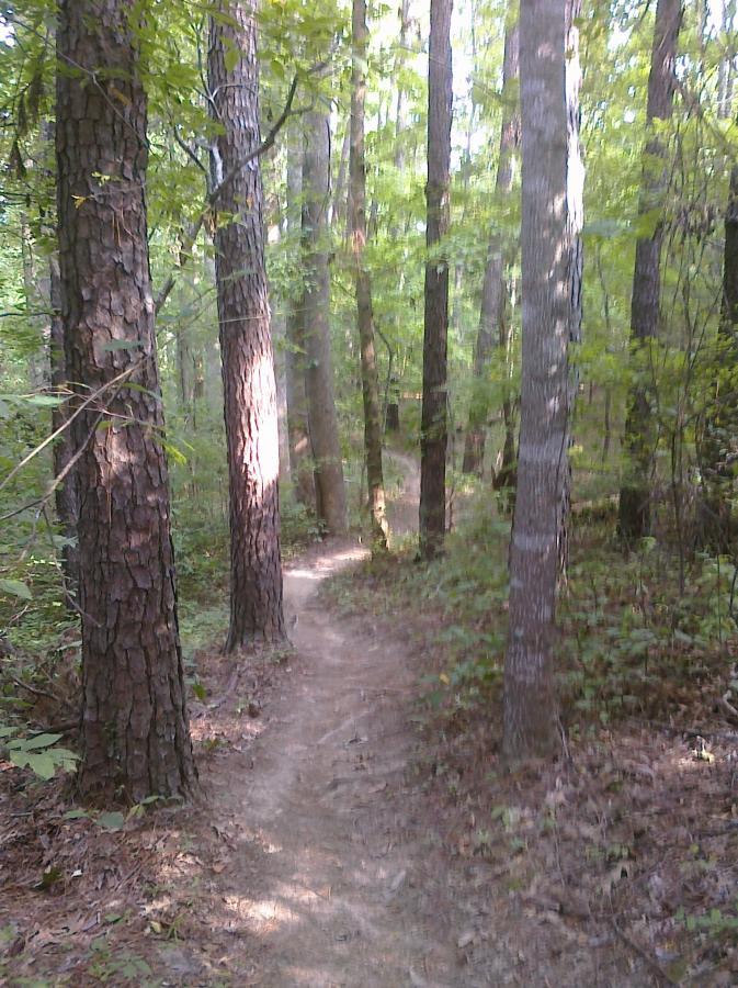 A winding dirt path through a sunlit forest, surrounded by tall trees and lush greenery. Herb Parsons mountain bike trail.