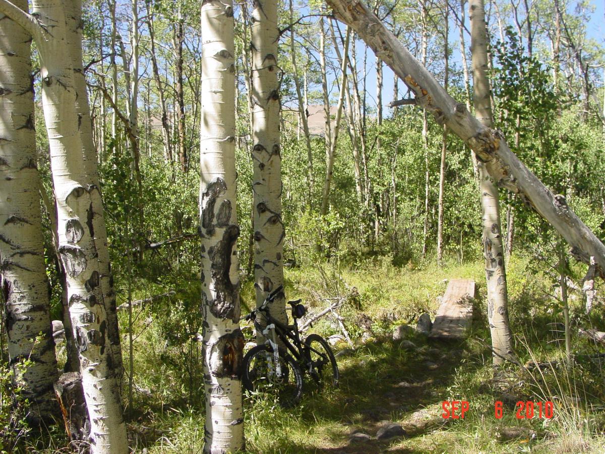 A mountain bike resting against a tree among a dense grove of aspen trees, with a grassy path leading into the wooded area. The scene is illuminated by sunlight filtering through the leaves, showcasing a tranquil nature setting. Sheep Creek mountain bike trail.