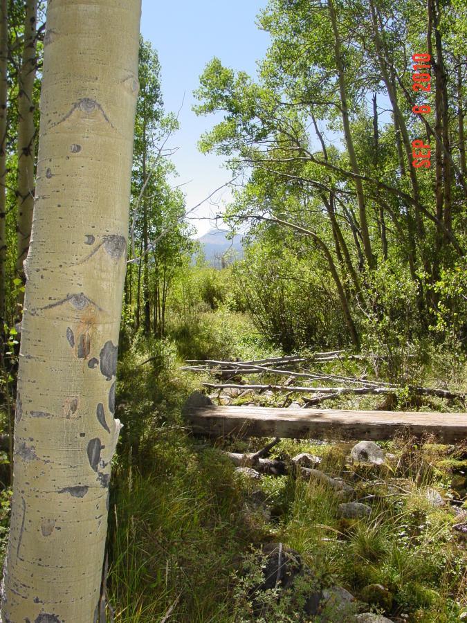 A serene forest scene featuring tall aspen trees. The image captures a close-up of a light-colored aspen trunk on the left, while a lush green landscape with various bushes, grass, and fallen logs extends into the distance, leading to a glimpse of mountain peaks under a clear blue sky. Sheep Creek mountain bike trail.