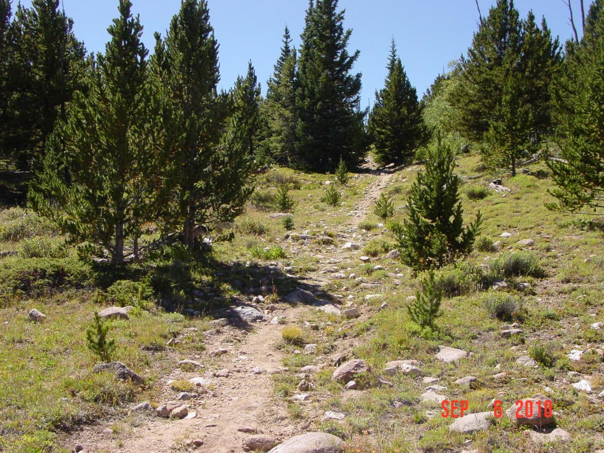 A rocky dirt path winding through a forested area with tall evergreen trees, surrounded by grass and small shrubs under a clear blue sky. Sheep Creek mountain bike trail.