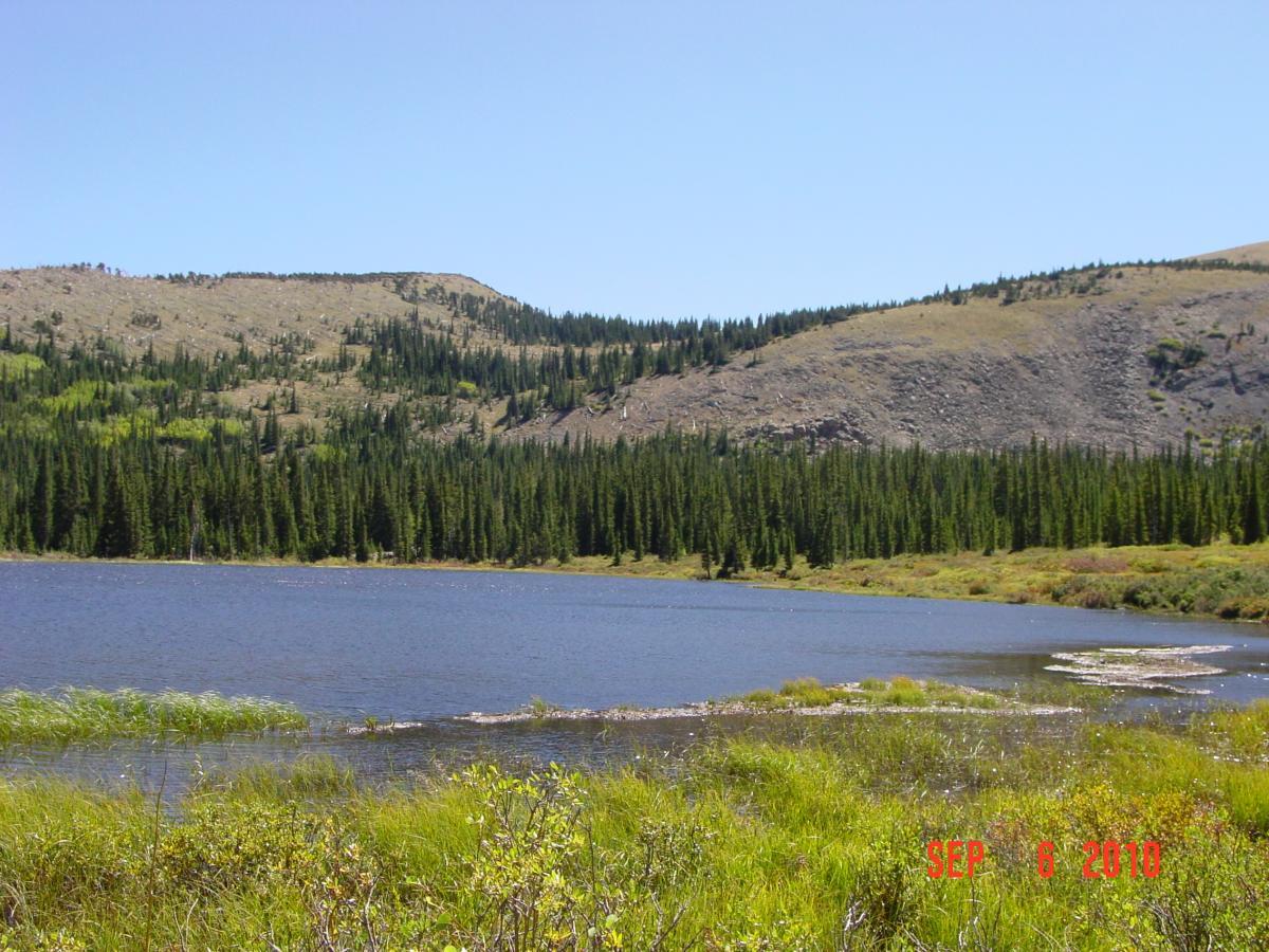 A serene landscape featuring a calm lake surrounded by dense green pine trees, with rolling hills in the background under a clear blue sky. The foreground includes grassy areas and patches of wild vegetation, creating a picturesque natural scene. Sheep Creek mountain bike trail.