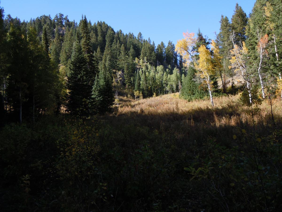 A serene landscape featuring a mix of evergreen and deciduous trees, with a grassy meadow in the foreground. The scene is illuminated by bright sunlight against a clear blue sky, showcasing autumn colors on some trees. Hills covered with dense foliage rise in the background, creating a peaceful natural setting. Blind Hollow mountain bike trail.