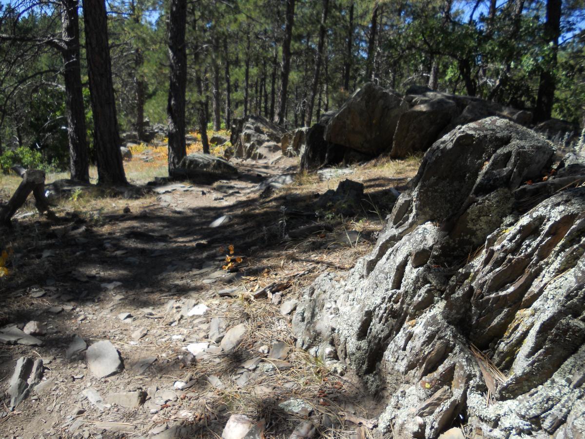 A winding dirt path through a pine forest, flanked by large, rocky boulders and patches of yellow foliage. Sunlight filters through the trees, creating dappled shadows on the ground. Storm Mountain mountain bike trail.