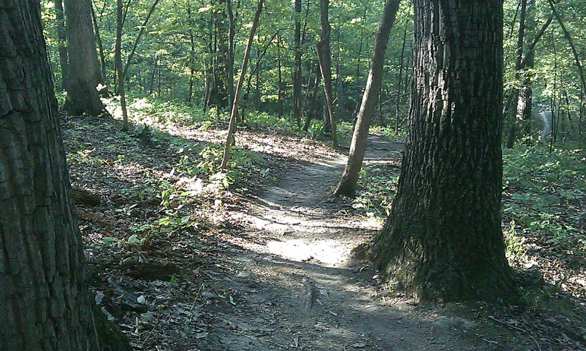 A narrow, winding dirt path through a sunlit forest, bordered by tall trees and lush green underbrush. The light filters through the leaves, creating a serene and inviting atmosphere. 3rd Battle Of Winchester Trail mountain bike trail.