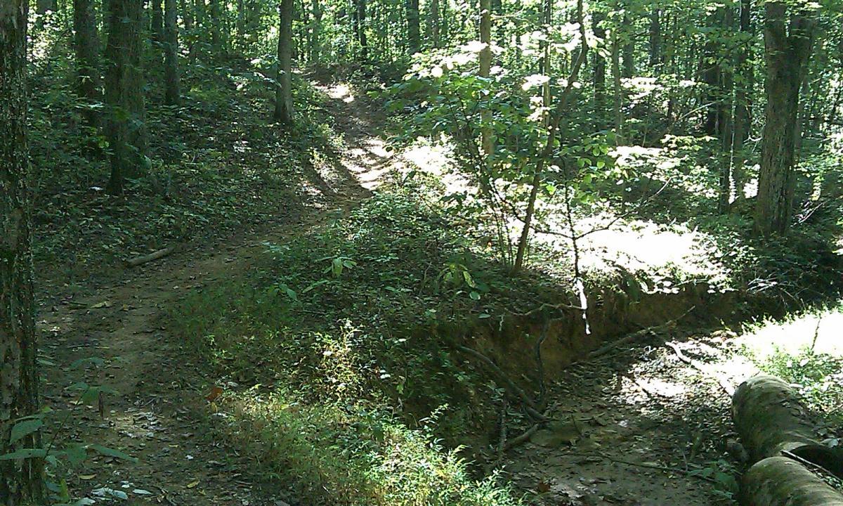 A winding dirt path through a lush, green forest, surrounded by tall trees and dappled sunlight filtering through the leaves. The trail leads off into a gentle incline, with patches of vegetation and underbrush along the edges. Whitney State Forest mountain bike trail.