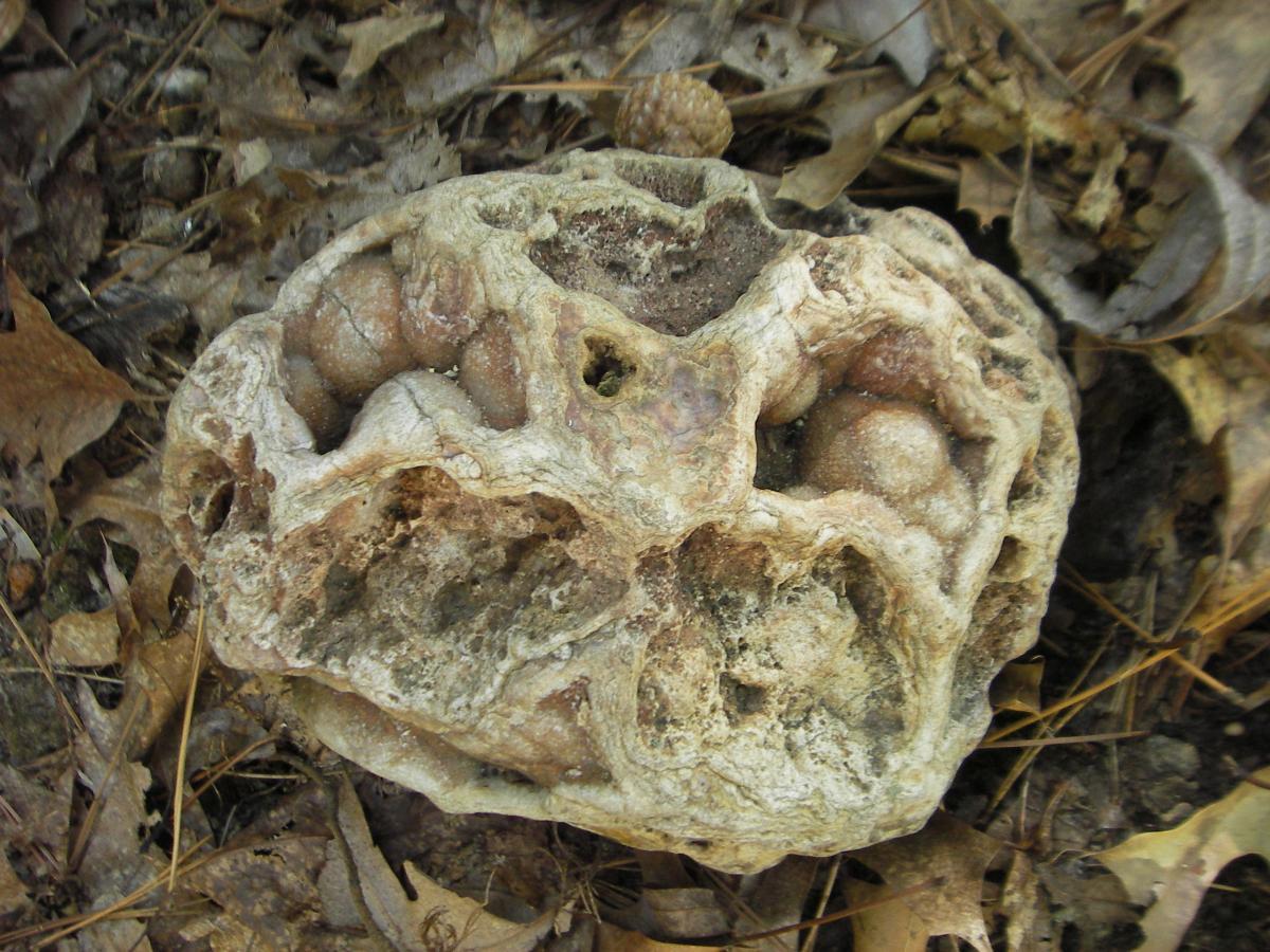 A textured and irregularly shaped rock with a porous surface, partially covered in dirt, surrounded by dry leaves and pine needles on the ground. Berryman mountain bike trail.