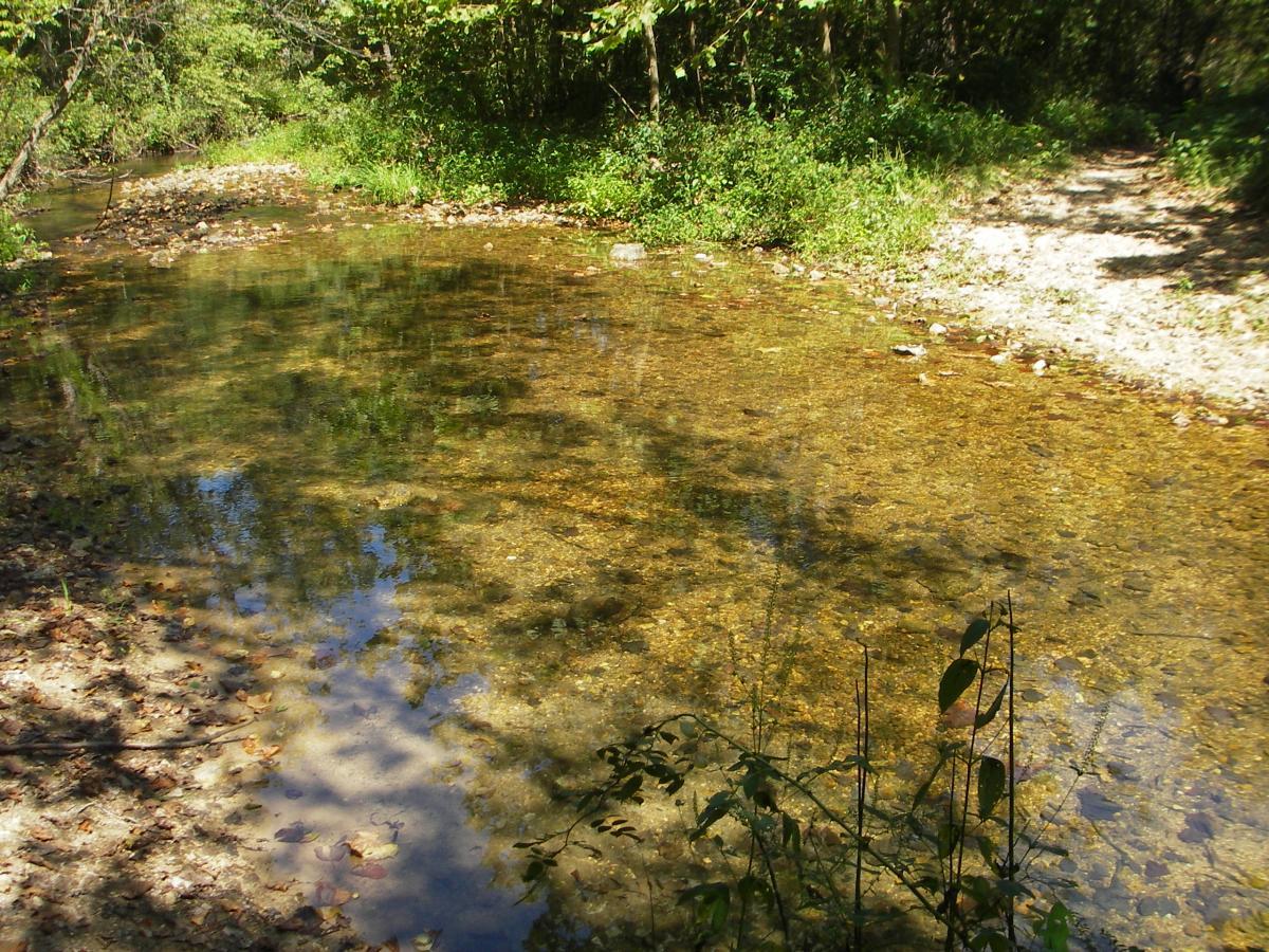 A tranquil stream with clear, shallow water reflecting the surrounding trees and foliage. The bank is lined with pebbles and patches of dirt, and there are hints of fallen leaves scattered across the water's surface. A dirt path is visible in the background, suggesting a natural setting perfect for outdoor exploration. Berryman mountain bike trail.