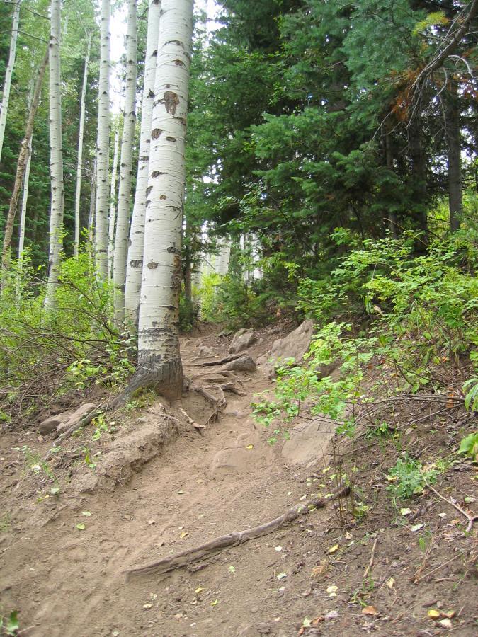 A narrow, winding dirt trail leads through a forest of tall aspen trees and lush greenery. The path is uneven, with exposed roots and rocky patches, surrounded by various shrubs and foliage. Sunlight filters through the leaves, creating a serene, natural atmosphere. Three Forks Loop mountain bike trail.