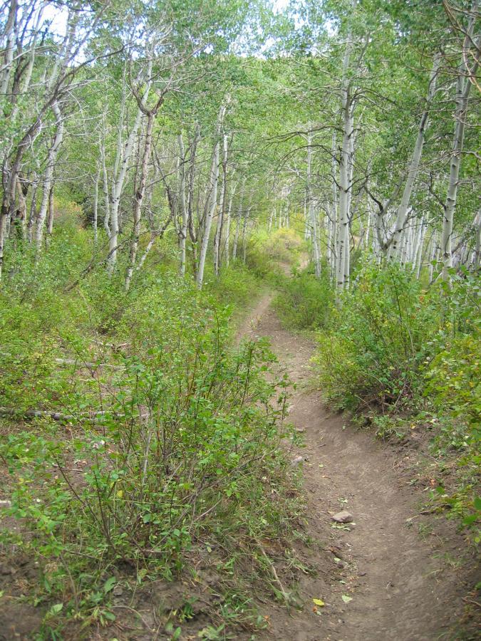 A winding dirt path surrounded by green shrubs and tall, slender trees in a lush forest. The pathway leads through a tranquil setting with dappled sunlight filtering through the leaves. Three Forks Loop mountain bike trail.