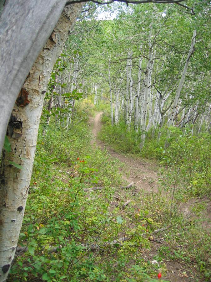 A winding dirt path meanders through a dense grove of white-barked aspen trees, surrounded by lush greenery and small bushes. Light filters through the leaves, creating a serene forest atmosphere. Three Forks Loop mountain bike trail.