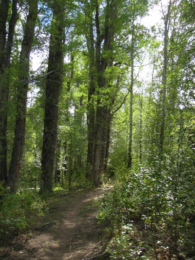 A serene forest scene featuring tall trees with vibrant green leaves and a narrow winding path through the underbrush. Sunlight filters through the foliage, creating a peaceful and inviting atmosphere. Three Forks Loop mountain bike trail.