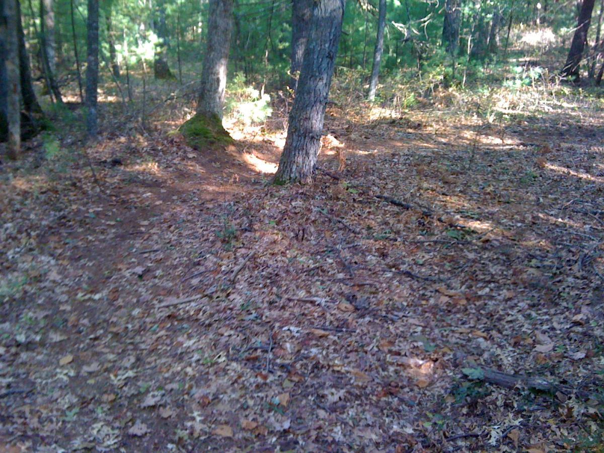 A serene forest scene featuring a well-trodden dirt path winding through a wooded area. The ground is covered with fallen leaves and small twigs, with sunlight filtering through the trees, creating a dappled light effect. Two trees stand prominently on either side of the path, enhancing the natural, tranquil atmosphere. Adams Farm mountain bike trail.