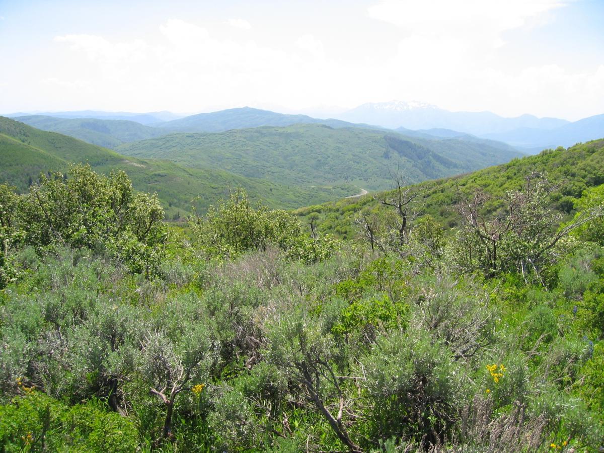 A panoramic view of rolling green mountains covered in shrubs and trees, with a winding road visible in the distance and a clear blue sky with fluffy white clouds. Three Forks Loop mountain bike trail.