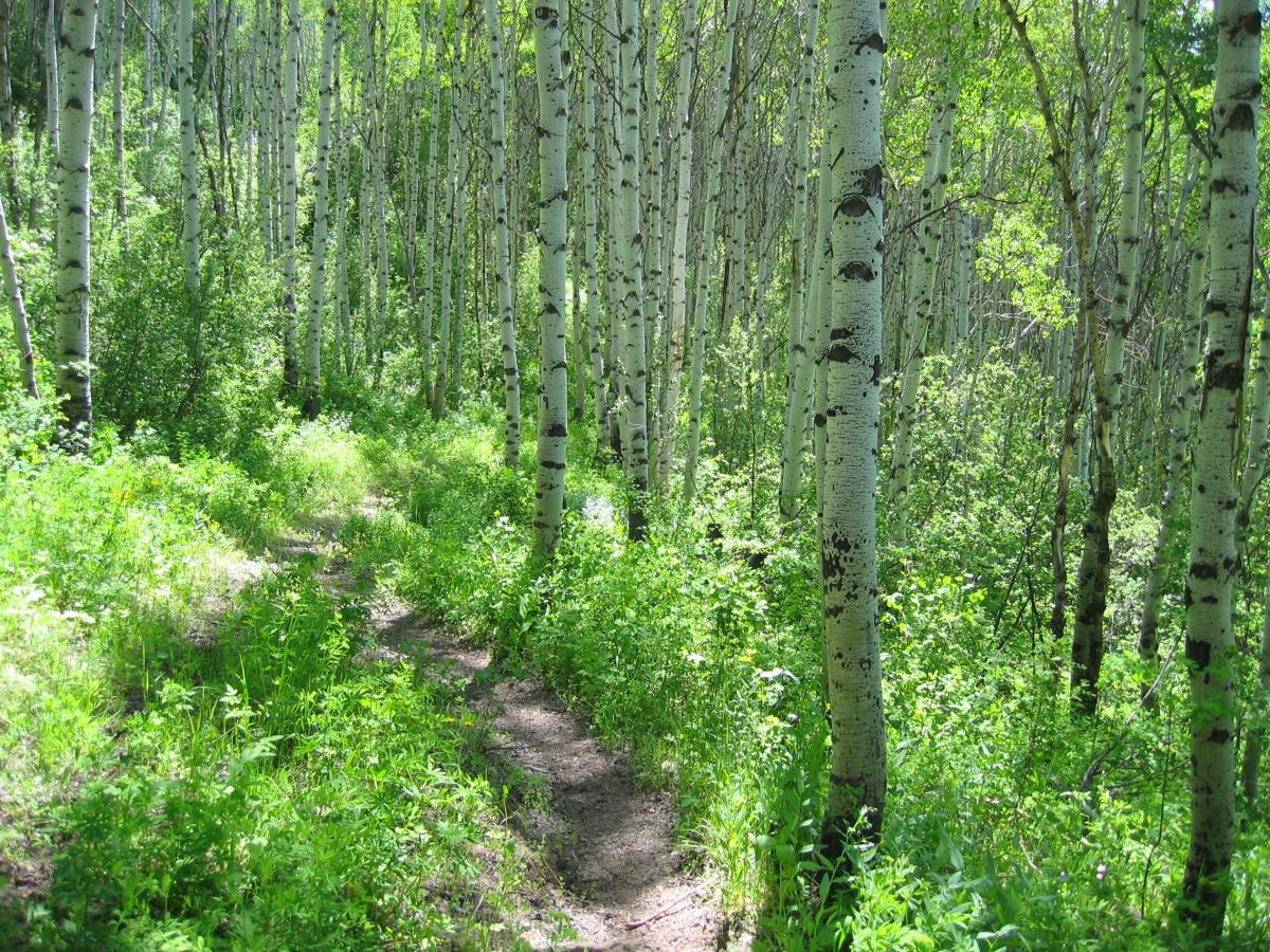 A sunny forest scene featuring a winding dirt path surrounded by tall, slender aspen trees and lush green undergrowth. The vibrant foliage creates a serene and tranquil atmosphere typical of a woodland environment. Three Forks Loop mountain bike trail.