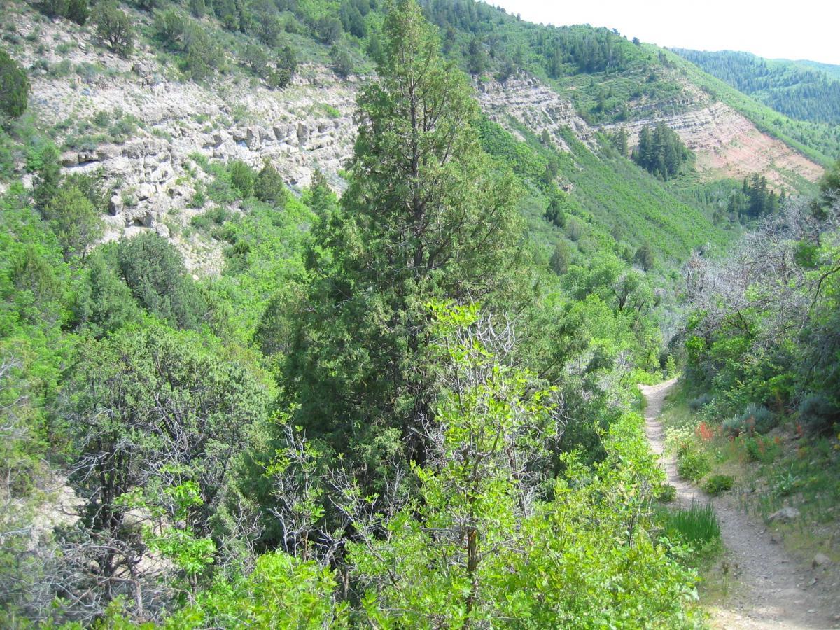 Lush green landscape with a winding dirt trail leading through a valley, surrounded by trees and rocky hills in the background under a partly cloudy sky. Three Forks Loop mountain bike trail.