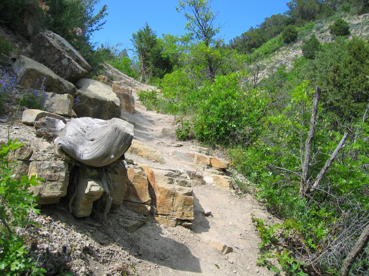 A rocky, winding trail leads through a lush green landscape, with large boulders and a sculpted piece of wood visible along the path. Various plants and shrubs surround the trail, and the clear blue sky adds to the serene outdoor setting. Three Forks Loop mountain bike trail.
