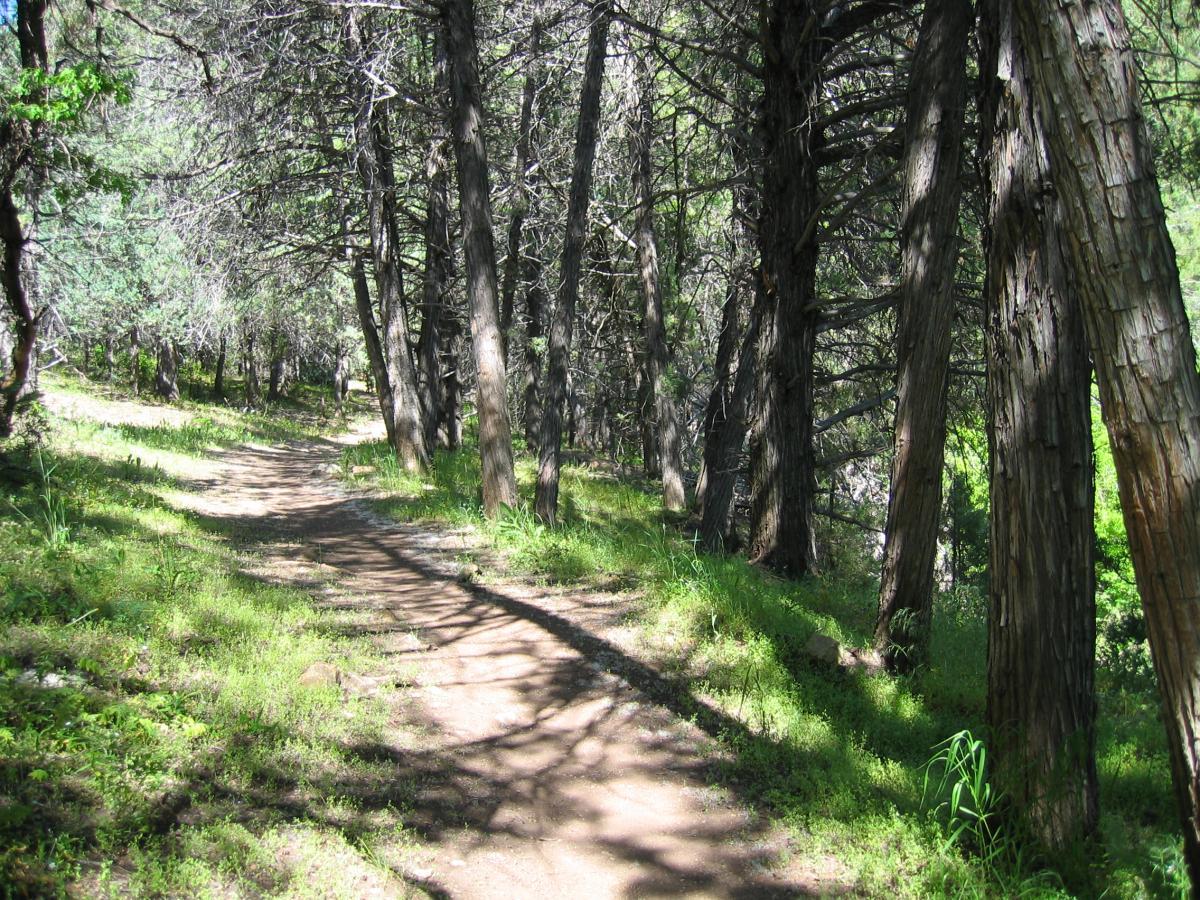 A dirt path winding through a forest, surrounded by tall trees and patches of green grass. Sunlight filters through the leaves, creating dappled shadows on the ground. Three Forks Loop mountain bike trail.