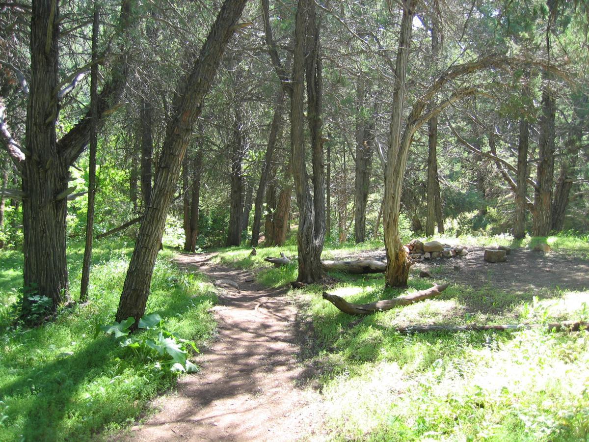 A serene forest scene featuring a winding dirt path surrounded by tall, green trees. Sunlight filters through the foliage, illuminating the ground covered in lush grass and small plants. In the background, a clearing with a small fire pit made of stones can be seen. Three Forks Loop mountain bike trail.